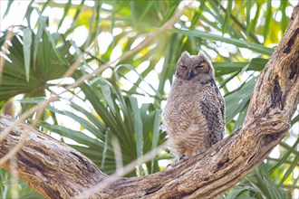 Virginia eagle owl (Bubo virginianus) Pantanal Brazil
