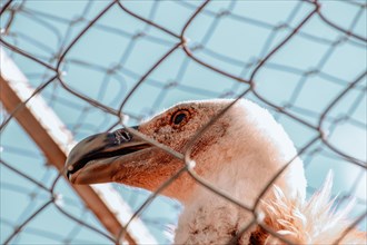 Close-up of a goose's head behind chain-link fence focusing on its eye