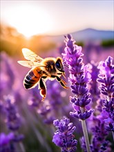 Bee harvesting nectar in a sea of lavender, AI generated