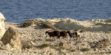 Sheep walking on the coast near Sarakinikoer, Milos, Cyclades, Greece, Europe
