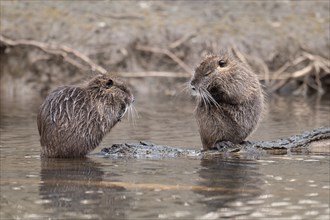 Two nutria (Myocastor coypus), wet, sitting and preening opposite each other, both upright and
