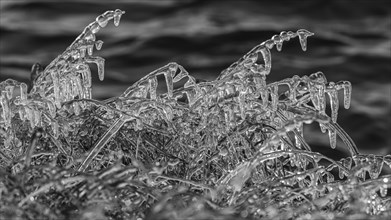 Icy grasses along the river, black and white photo, Fjallabak Nature Reserve, Sudurland, Iceland,