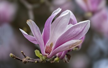 Blossom of a magnolia (Magnolia), magnolia blossom, magnolia x soulangeana (Magnolia xsoulangeana),