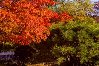 Vibrant red and green autumn leaves on trees creating a colorful contrast, in South Korea