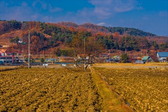 Dried fields in a rural landscape with houses under a clear blue sky, in South Korea