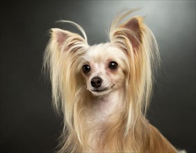 Dog, Chinese crested dog, portrait, head only, puppies, dark background, AI generated, AI generated