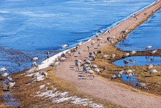 Cranes (grus grus) foraging on a dirt road by a lake in early spring, Hornborgasjoen, Sweden,