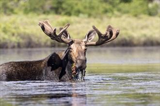 Moose. Alces alces. Bull moose feeding with aquatic vegetation in a lake. La Mauricie national park