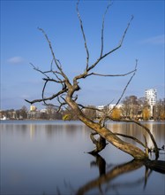 Long exposure, withered tree in water, Berlin, Germany, Europe