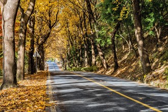A serene road lined with trees adorned with yellow autumn leaves, in South Korea