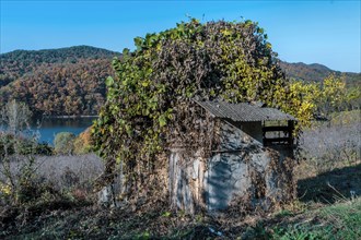 An abandoned shack overgrown with vines in a rural autumn setting, in South Korea