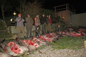 Wild boar (Sus scrofa), traditional route laying after the end of the hunt with hunting guide and