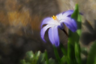 Close-up of a purple flower, alpine squill (Scilla bifolia) with blurred background, Hesse,