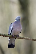 Common wood pigeon (Columba palumbus), adult bird, Ruhraue, Muelheim, Ruhr area, North