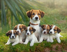 Dog, Jack Russell Terrier with five puppies, KI generated, AI generated