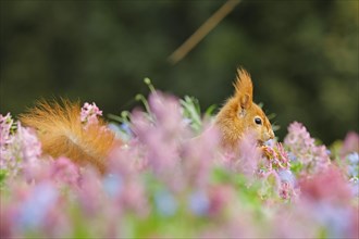 Eurasian red squirrel (Sciurus vulgaris) in a flower meadow, Hesse, Germany, Europe