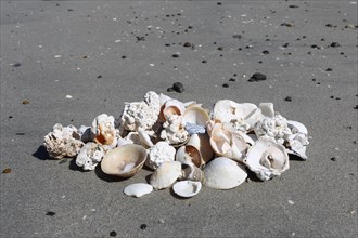 Shells and pieces of coral on the beach near Unnstad, Lofoten, Norway, Scandinavia, Europe