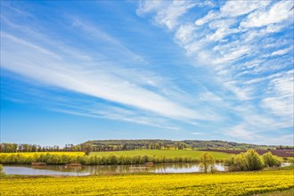 Flowering rapeseed by a lake in a rural cultivated landscape view, Alleberg, Falkoeping, Sweden,