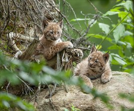 Eurasian lynx (Lynx lynx), two cubs, captive, Bavarian Forest, Bavaria, Germany, Europe