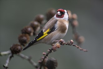 Goldfinch, european goldfinch (Carduelis carduelis), Emsland, Lower Saxony, Germany, Europe
