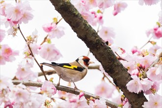 European goldfinch (Carduelis carduelis) on a branch with cherry blossoms in focus against a