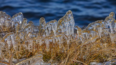 Icy grasses along the river, Fjallabak Nature Reserve, Sudurland, Iceland, Europe