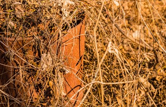 Rusty metal bucket partially hidden by dry grass, in South Korea