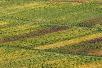 View of autumnal vineyards, wine village Ellenz-Poltersdorf, Moselle, Rhineland-Palatinate,