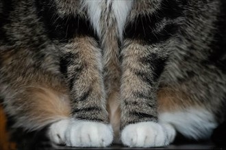 Cat paws, felis cato, italy