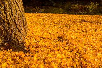 A tree trunk with a dense carpet of vibrant yellow ginkgo leaves around it, in South Korea
