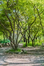 A peaceful dirt path flanked by trees with fresh green foliage in a sunlit park, in South Korea