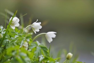Wood anemone, March, Germany, Europe