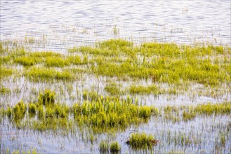 Green water plants growing in a flooded wetland at springtime