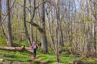 Man hiking on a woodland trail in a budding forest at springtime