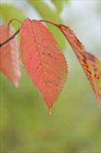 Wild cherry (Prunus avium), autumn cherry leaf with raindrops, Moselle, Rhineland-Palatinate,