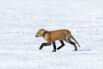 Red fox. Vulpes vulpes. Red fox affected with sarcoptic mange, a desease caused by the Sarcoptes