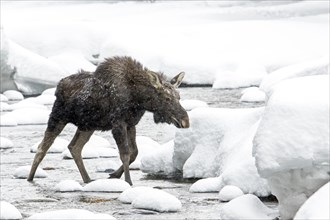 Moose. Alces alces. Nine month old bull moose walking in a river in winter. Gaspesie conservation