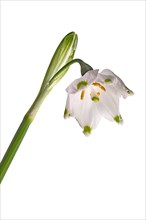 Blossom of the March snowflake (Leucojum vernum) on a white background, Bavaria, Germany, Europe
