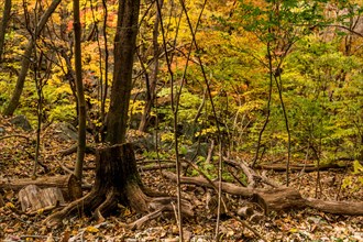 Autumn forest with a dead tree trunk and scattered fallen leaves, in South Korea