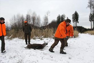 Wild boar hunt, hunters in high-visibility waistcoats drag a shot wild boar (Sus scrofa) through