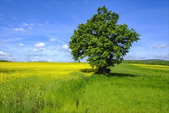 Single tree at the edge of a field, right between a flowering rape field and a meadow, in West