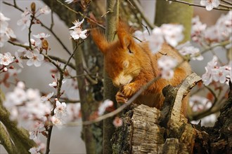 Eurasian red squirrel (Sciurus vulgaris) with closed eyes sitting in a flowering tree, Hesse,