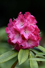 Rhododendron, umbelliferous inflorescence, North Rhine-Westphalia, Germany, Europe