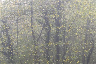 Deciduous trees in the fog, bird cherries entwined with autumn leaves and ivy, Moselle,