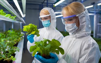 Biologists in protective suits grow vegetables in the lab, the concept of biotechnology, plant care