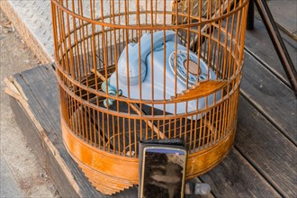 Modern but dirty smart phone sitting outside, blue rotary phone sitting inside birdcage on wooden