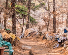 Littered and neglected pathway through a forest with scattered tarps, in South Korea