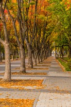 Golden autumn leaves on trees lining a park pathway, in South Korea
