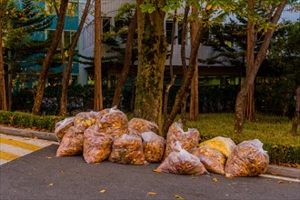Bags full of fallen leaves line a sidewalk in an urban seasonal cleanup effort, in South Korea
