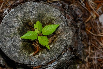 New green leaves sprouting from the center of an aged tree stump, in South Korea